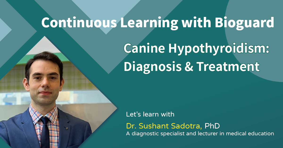 Canine Hypothyroidism Diagnosis & Treatment